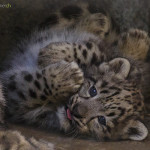 young snow leopard