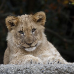 lion cubs