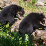 spectacled bears