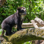 spectacled bears