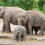 asiatische Elefanten